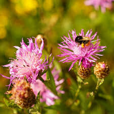 Image result for Flockenblume