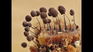 Attēlu rezultāti vaicājumam “Comatricha alta spores”