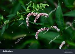 Attēlu rezultāti vaicājumam “Persicaria lapathifolia flower”