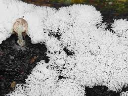 Attēlu rezultāti vaicājumam “Ceratiomyxa fruticulosa”