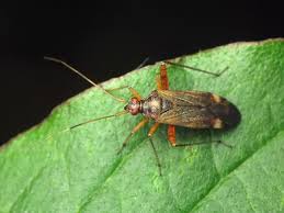 Attēlu rezultāti vaicājumam “Closterotomus biclavatus nymph”