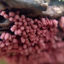 Attēlu rezultāti vaicājumam “Arcyria minuta stalked”