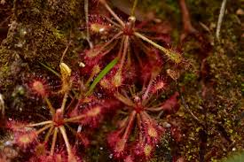 Attēlu rezultāti vaicājumam “Droseraceae”