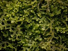 Attēlu rezultāti vaicājumam “Lepidozia reptans”