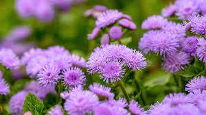 Image result for Ageratum houstonianum