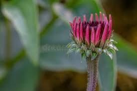 Attēlu rezultāti vaicājumam “Echinacea purpurea bud”
