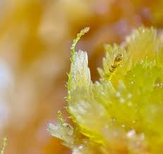 Attēlu rezultāti vaicājumam “Cephaloziella elachista macro”