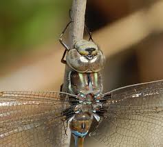 Attēlu rezultāti vaicājumam “Aeshnidae”