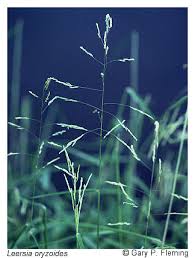 Attēlu rezultāti vaicājumam “Leersia oryzoides”