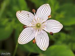 Attēlu rezultāti vaicājumam “Hymenostylium recurvirostrum macro”