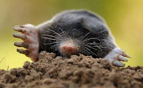 Attēlu rezultāti vaicājumam “Talpa europaea”