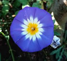 Image result for Convolvulus tricolor