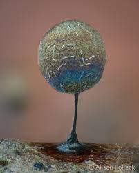 Attēlu rezultāti vaicājumam “Lamproderma ovoideum”