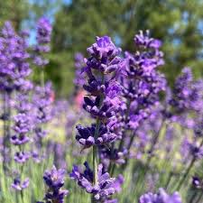 Attēlu rezultāti vaicājumam “Lavandula angustifolia”