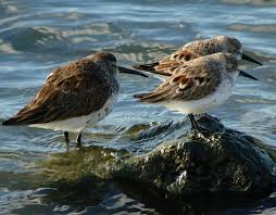 Attēlu rezultāti vaicājumam “Calidris”
