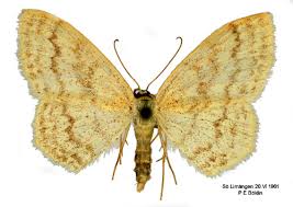 Attēlu rezultāti vaicājumam “Scopula floslactata”