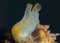 Attēlu rezultāti vaicājumam “Pantilius tunicatus imago”