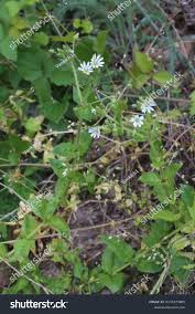 Attēlu rezultāti vaicājumam “Myosoton aquaticum”