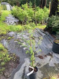 Attēlu rezultāti vaicājumam “Taxodium distichum”