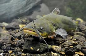 Image result for Ameiurus melas