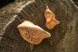 Attēlu rezultāti vaicājumam “Daedalea quercina”