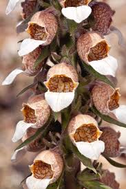 Image result for Digitalis lanata