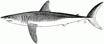 Image result for Isurus oxyrinchus
