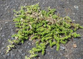 Attēlu rezultāti vaicājumam “Herniaria glabra”