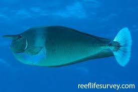 Image result for Naso unicornis