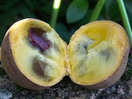 Attēlu rezultāti vaicājumam “Sesleria caerulea fruit”