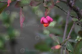 Attēlu rezultāti vaicājumam “Euonymus europaeus bud”