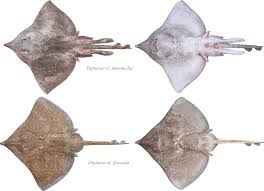 Image result for Dipturus batis