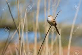 Attēlu rezultāti vaicājumam “Panurus biarmicus female”