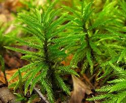 Attēlu rezultāti vaicājumam “Climacium dendroides”