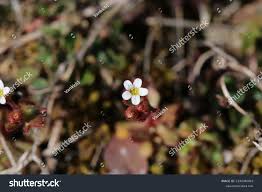 Attēlu rezultāti vaicājumam “Saxifraga tridactylites flower”