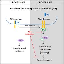 Attēlu rezultāti vaicājumam “Dianema depressum plasmodium”