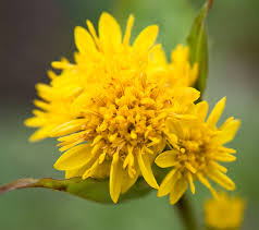 Image result for Solidago virgaurea