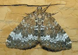 Attēlu rezultāti vaicājumam “Perizoma alchemilla”