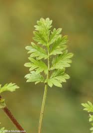 Attēlu rezultāti vaicājumam “Potentilla supina”