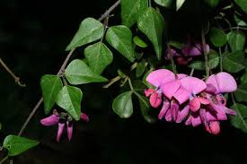 Attēlu rezultāti vaicājumam “Dipogon sp.”