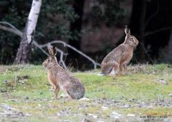 Attēlu rezultāti vaicājumam “Lepus europaeus adult”