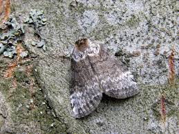 Attēlu rezultāti vaicājumam “Tetheella fluctuosa”