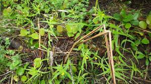 Attēlu rezultāti vaicājumam “Melampyrum sylvaticum”