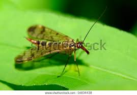 Attēlu rezultāti vaicājumam “Empididae”