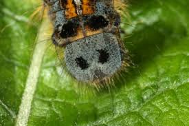 Attēlu rezultāti vaicājumam “Malacosoma neustria”