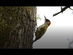 Attēlu rezultāti vaicājumam “Picus viridis nest”