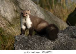 Attēlu rezultāti vaicājumam “Martes foina”