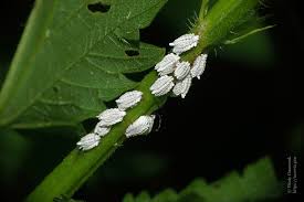 Attēlu rezultāti vaicājumam “Orthezia urticae”