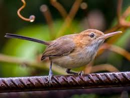 Attēlu rezultāti vaicājumam “Anogcodes melanurus”