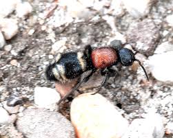 Attēlu rezultāti vaicājumam “Mutilla europaea”